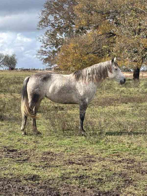 Americký quarter horse k adopci - foto 4