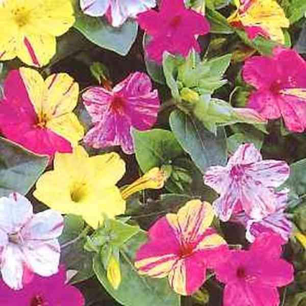 sazenice Mirabilis Jalapa Nocenka mix barev - foto 1