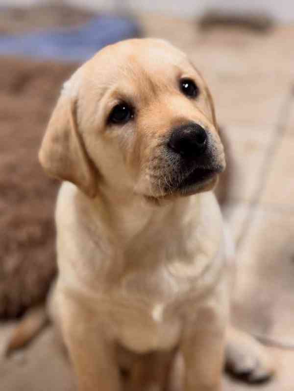 Labradorský retrívr Na prodej - foto 2