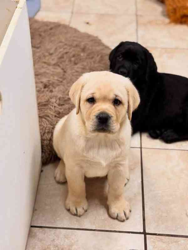 Labradorský retrívr Na prodej - foto 4