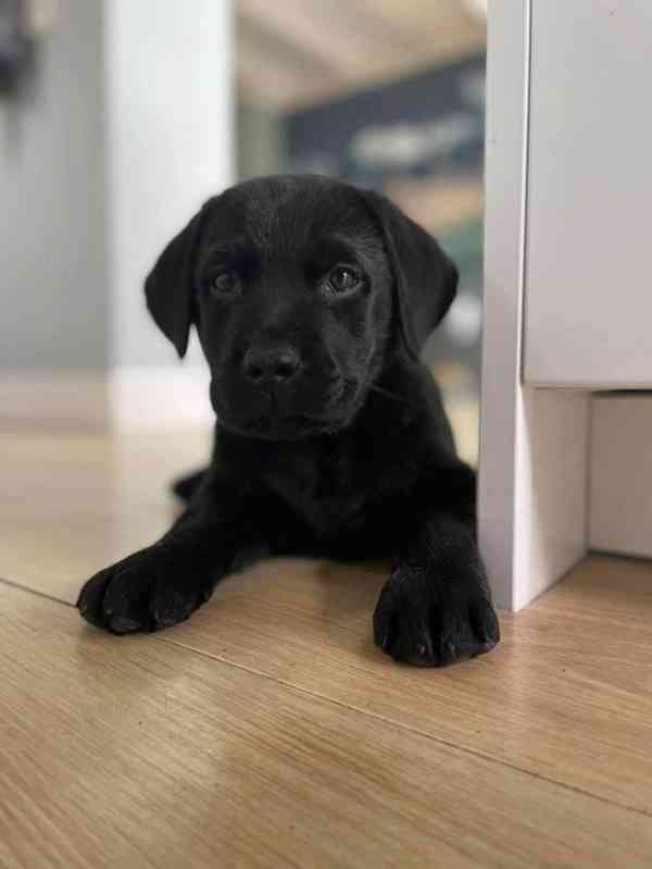Labradorský retrívr Na prodej - foto 3