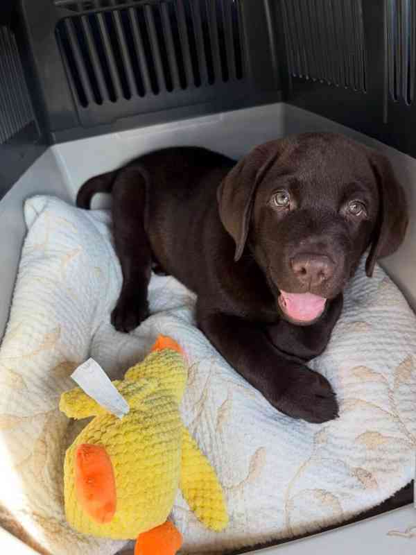 Labradorský retrívr Na prodej - foto 5