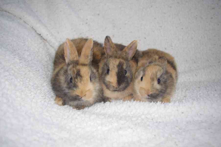 Zakrslí králíčci s teddy genem s PP - foto 2