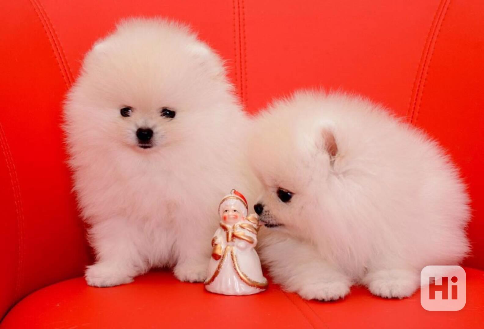 K dispozici White Teacup Pomeranian Štěňata na prodej. - foto 1