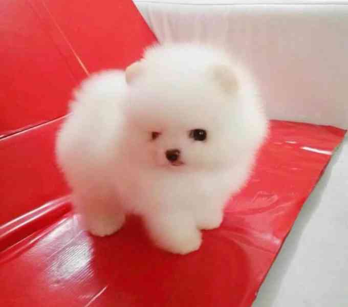 K dispozici White Teacup Pomeranian Štěňata na prodej. - foto 2