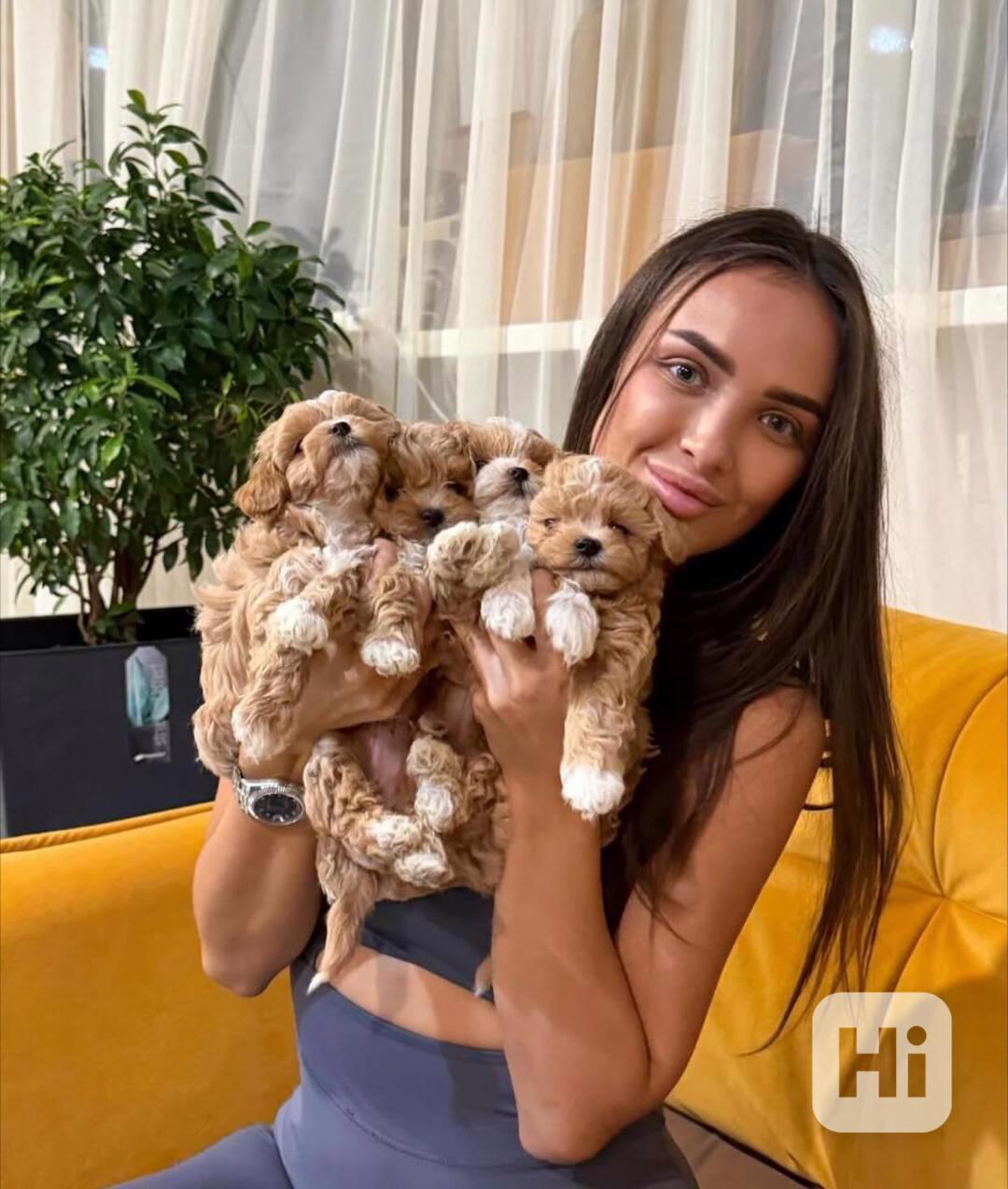 Roztomilá velmi malá štěňátka maltipoo - foto 1