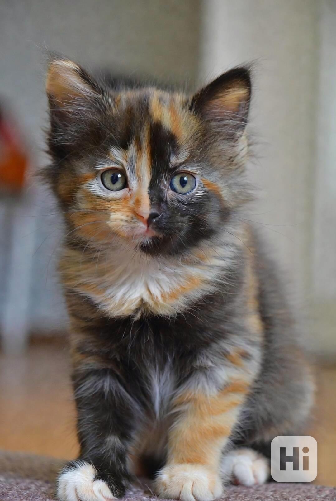 Volná adopce – rozkošná kočička narozená kolem poloviny pros - foto 1