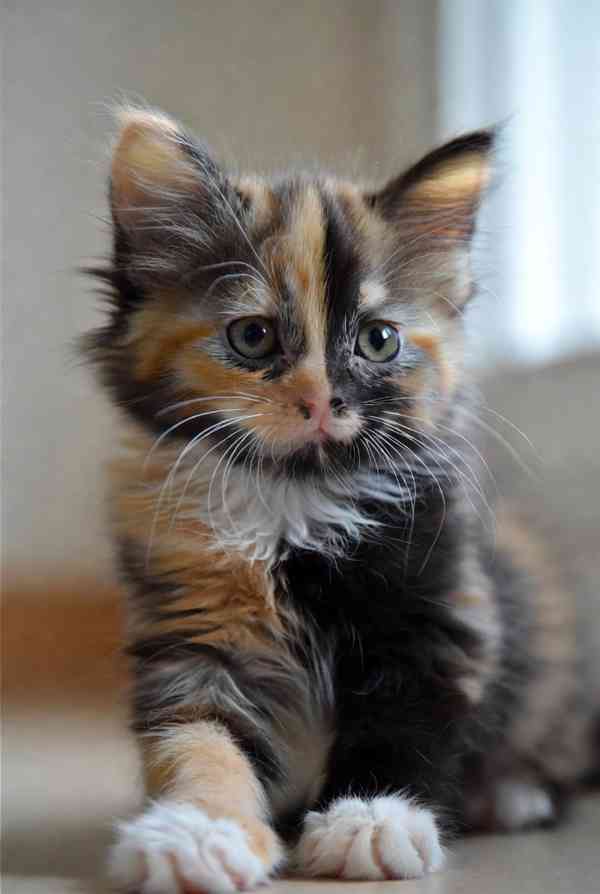 Volná adopce – rozkošná kočička narozená kolem poloviny pros - foto 4