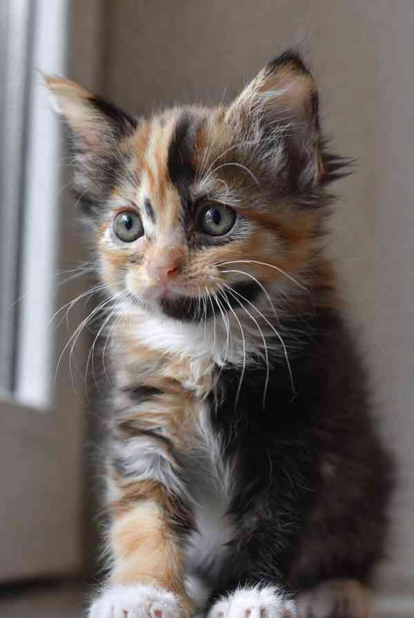 Volná adopce – rozkošná kočička narozená kolem poloviny pros - foto 3