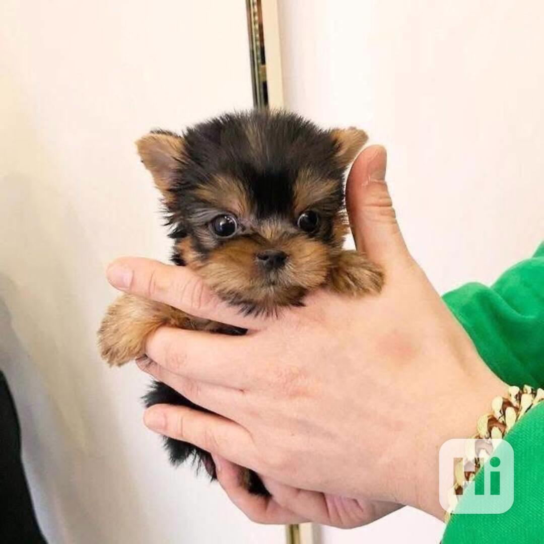 Štěňata jorkšírského teriéra - foto 1