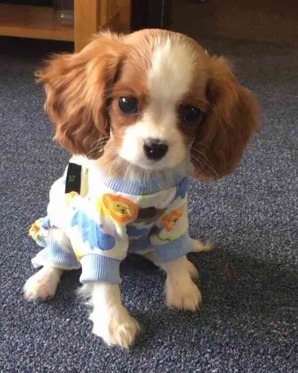 Volná štěňata kavalír King Charles španěl k adopci 