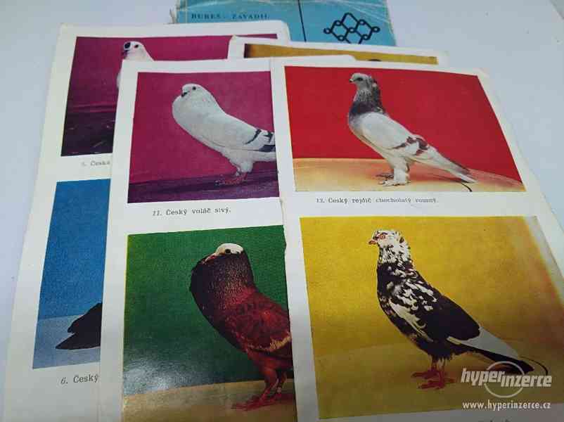 Příručka chovatele holubů - foto 4