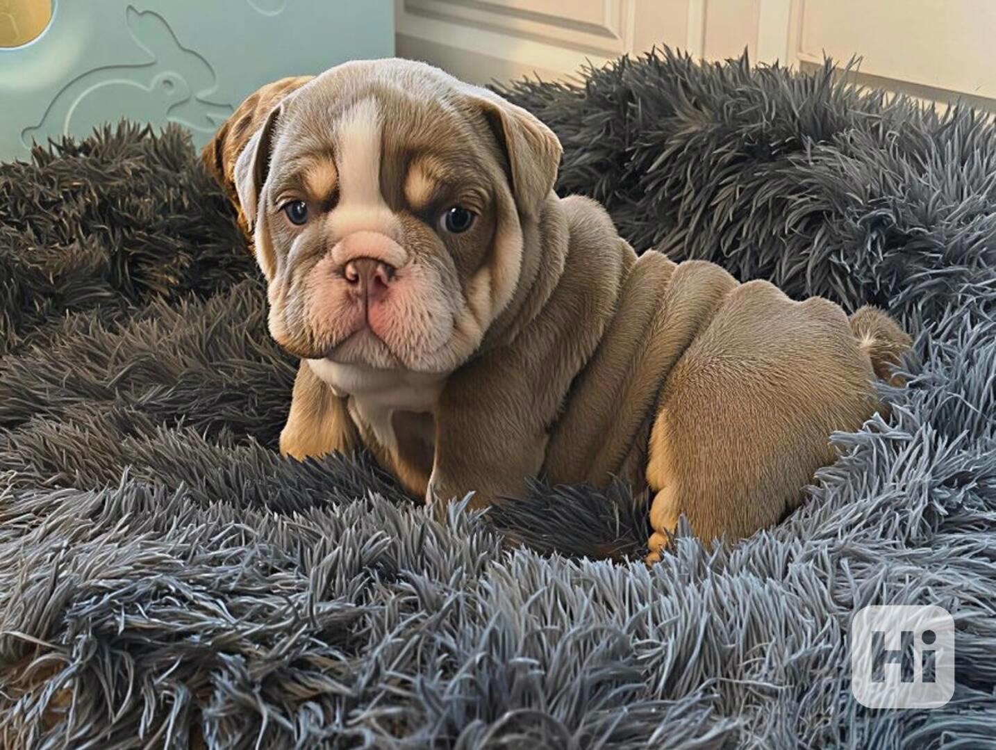 Štenci engleskog buldoga  - foto 1