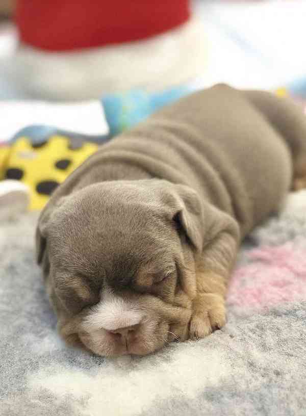 Štenci engleskog buldoga  - foto 5