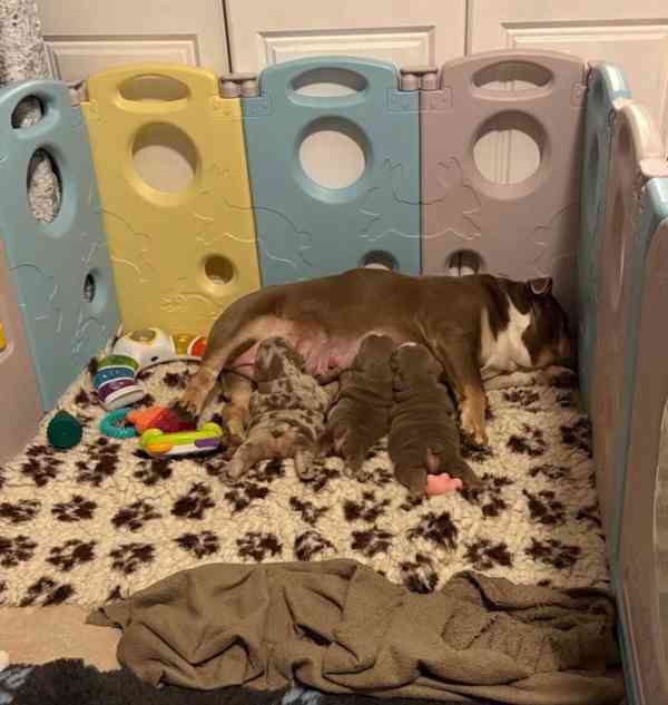 Štenci engleskog buldoga  - foto 3