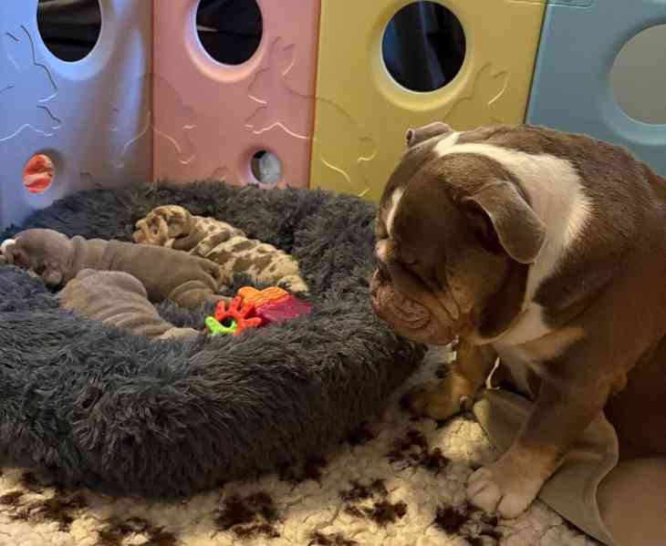 Štenci engleskog buldoga  - foto 2