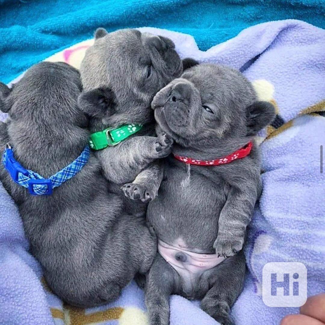 Štěňata francouzského buldoka k adopci - foto 1