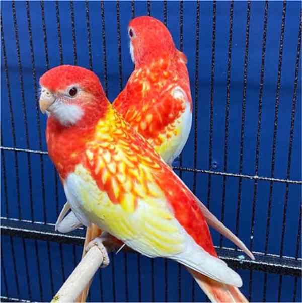 Samec a samice východní Rosella - foto 2