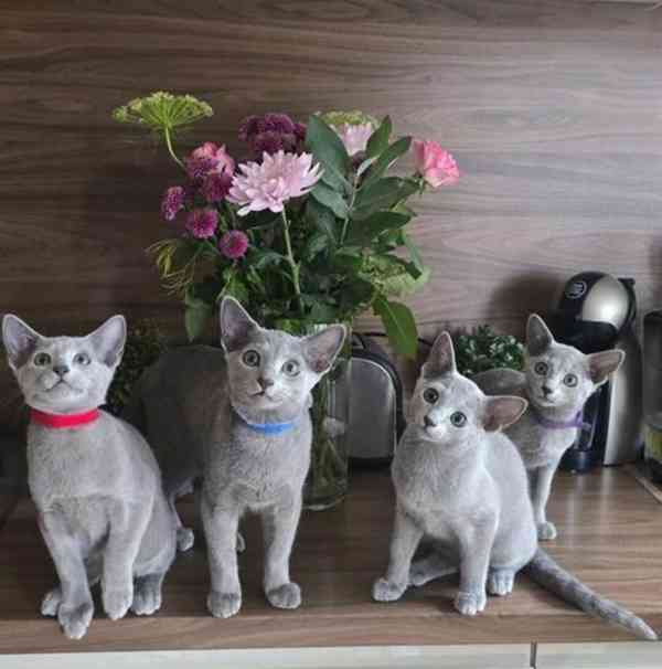 Registrovaná ruská modrá koťátka Tica  - foto 7