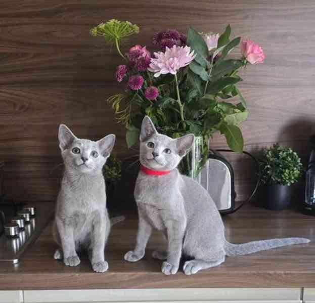 Registrovaná ruská modrá koťátka Tica  - foto 3