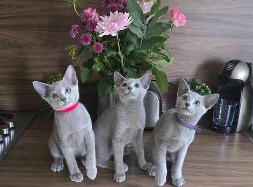 Registrovaná ruská modrá koťátka Tica  - foto 2