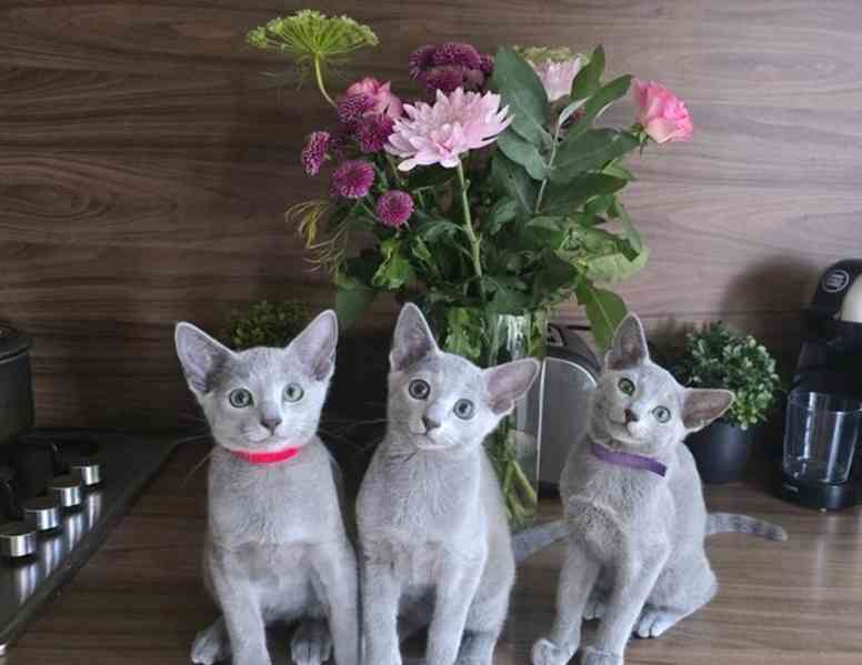 Registrovaná ruská modrá koťátka Tica  - foto 5