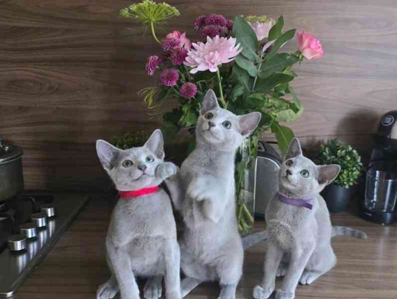 Registrovaná ruská modrá koťátka Tica  - foto 6