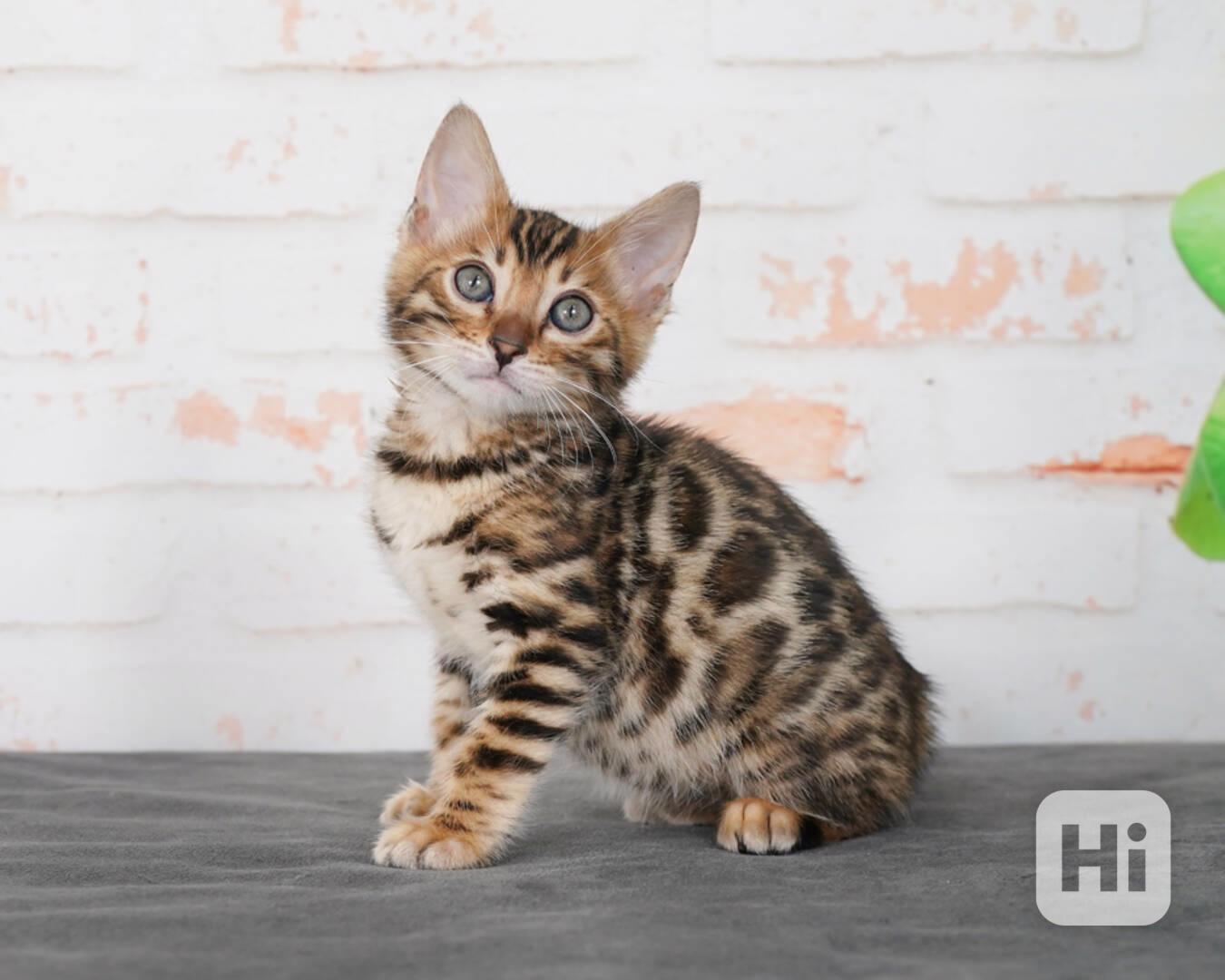 Krásné bengálské kotě k adopci v České republice 🐾 - foto 1