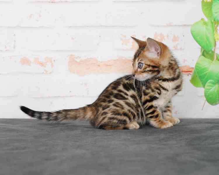 Krásné bengálské kotě k adopci v České republice 🐾 - foto 2