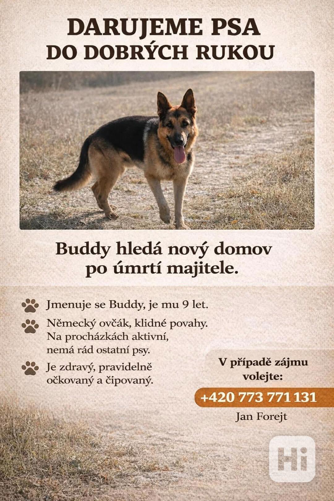 Německý ovčák hledá domov  - foto 1