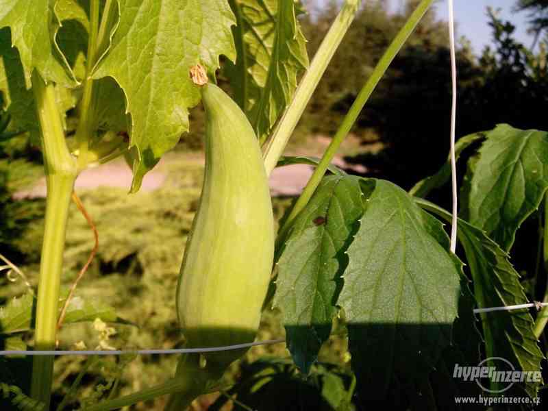 AČOKČA 10 semen Paprikookurka Mexická okurka lahodná chuť - foto 5
