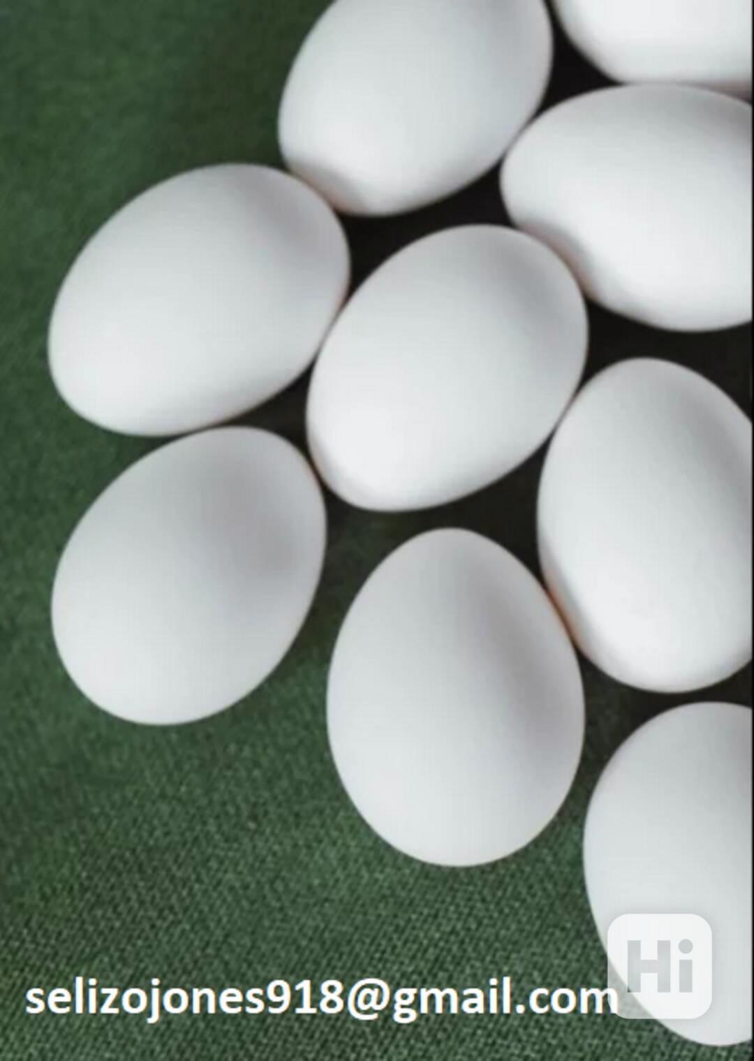Chovná vejce pro papoušky - foto 1