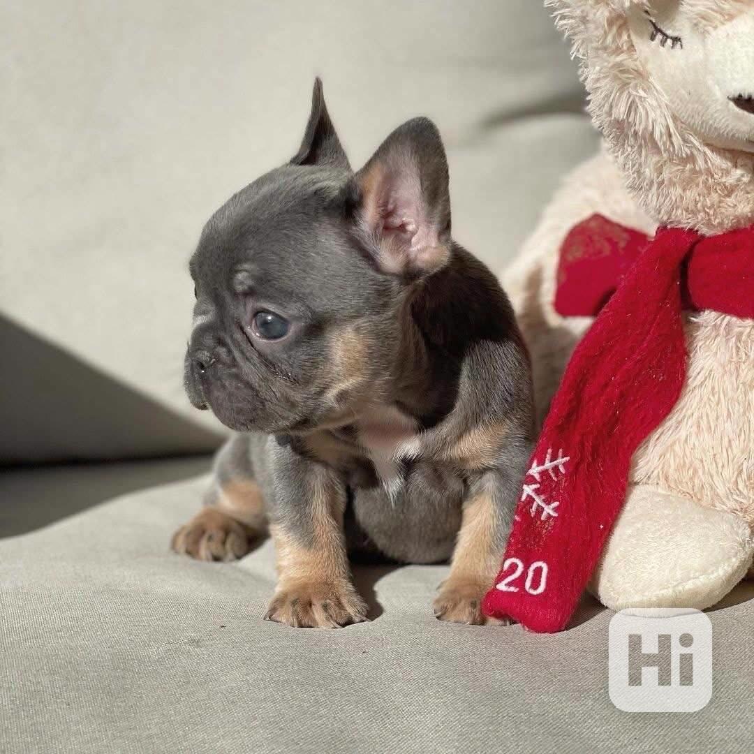 ŠTĚŇATA FRANCOUZSKÉHO BULDOGA - foto 1