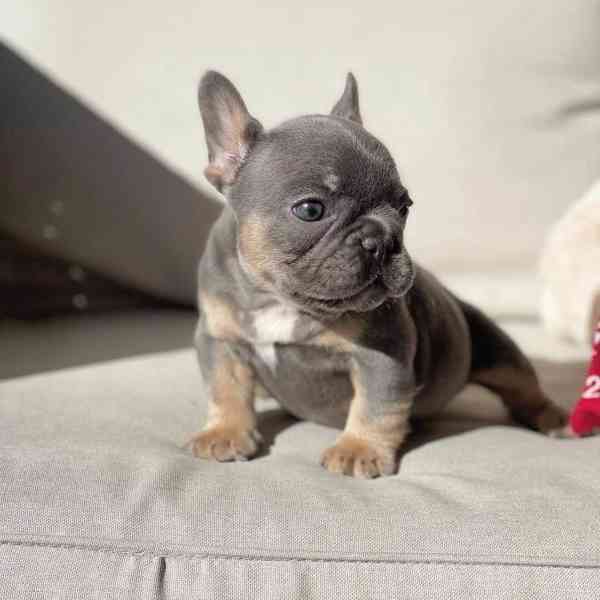 ŠTĚŇATA FRANCOUZSKÉHO BULDOGA - foto 2