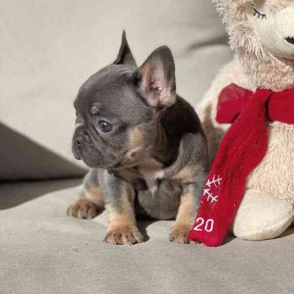 ŠTĚŇATA FRANCOUZSKÉHO BULDOGA - foto 1