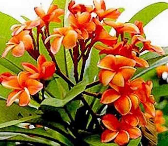 Plumeria Frangipani Coral Orange - semena - foto 1
