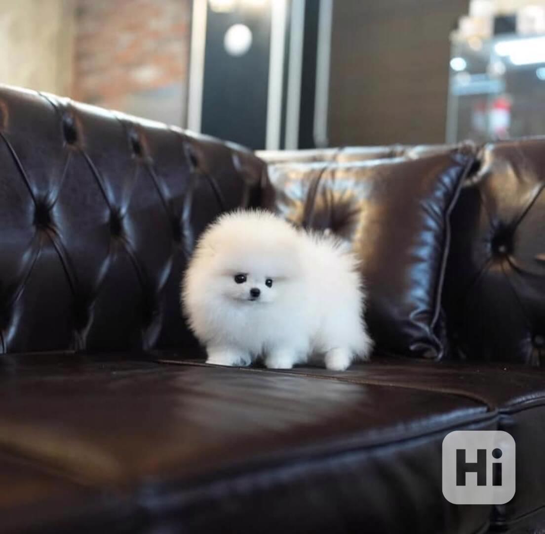 Pomeranian mini velikost s PP FCI - foto 1