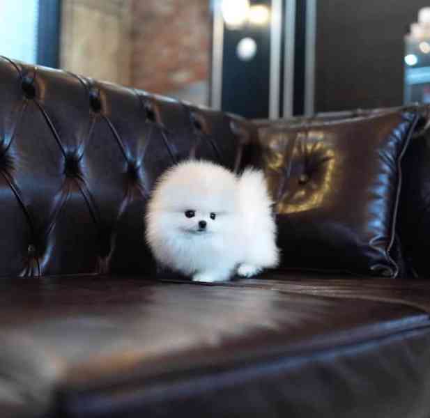 Pomeranian mini velikost s PP FCI - foto 2