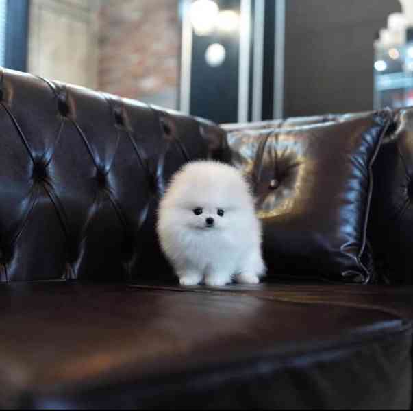 Pomeranian mini velikost s PP FCI - foto 3