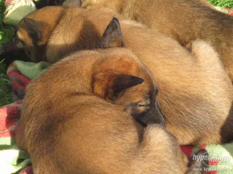 Belgický Ovčák Malinois - foto 1