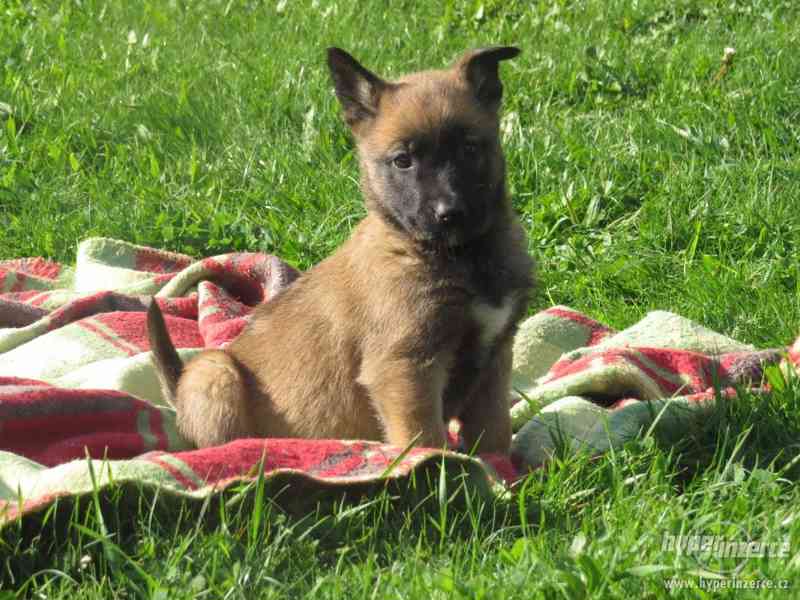 Belgický Ovčák Malinois - foto 2