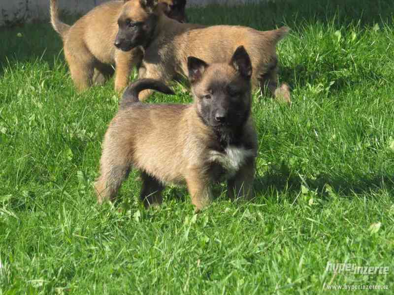 Belgický Ovčák Malinois - foto 3