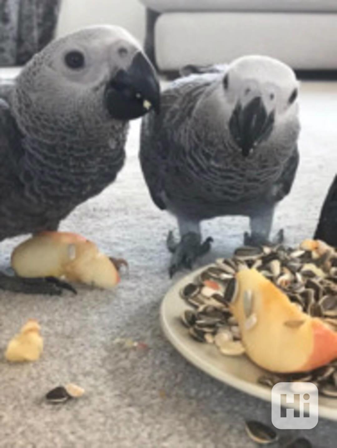 Ochočená mláďata papoušků šedých - foto 1