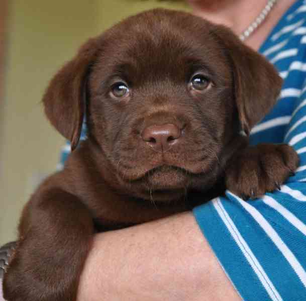 Domů vyškolené Labrador Retriever štěňata - foto 1