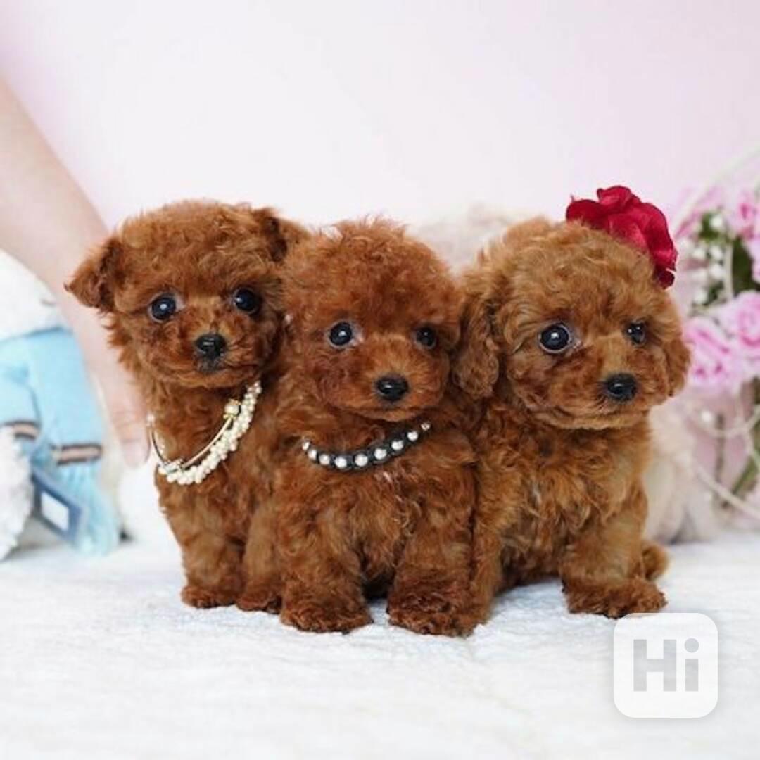 Štěňata pudla nejvyšší kvality - foto 1