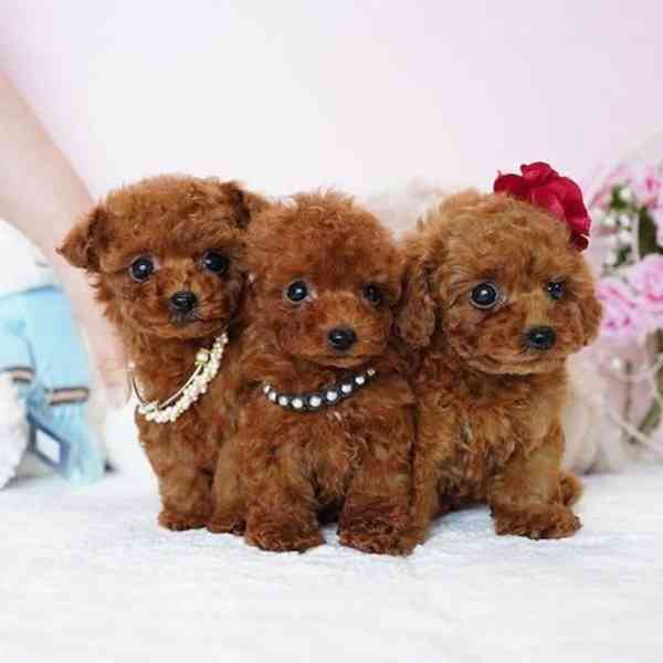 Štěňata pudla nejvyšší kvality