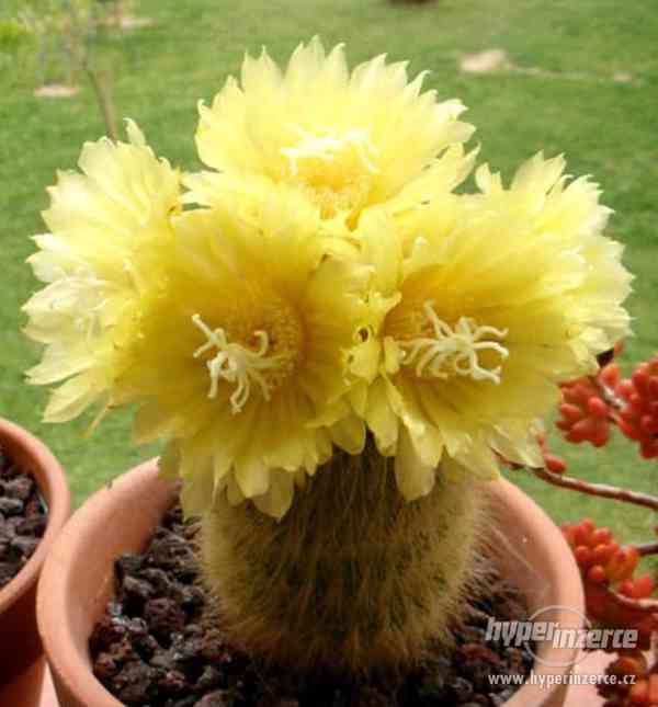 Kaktus Eriocactus leninghausii - semena - foto 1