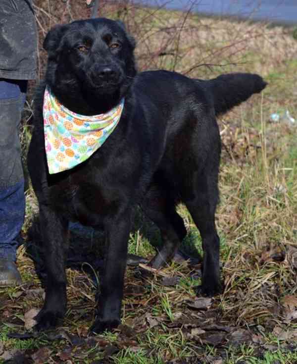 Daxi - foto 10