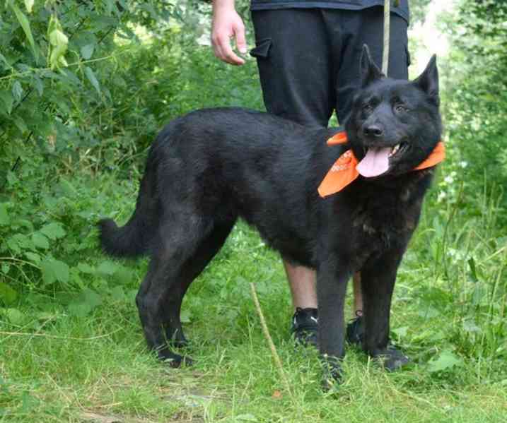 Daxi - foto 14