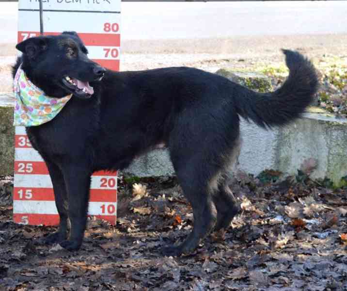 Daxi - foto 3